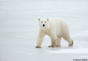POLAR BEARS OF HUDSON BAY